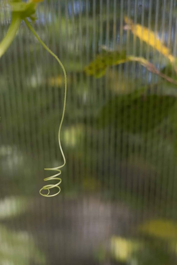 How Can a Vegetarian Diet Be Best Adapted for High-Intensity Boxers?